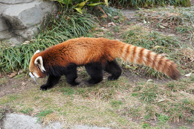 王子動物園生まれのレッサーパンダ「ジャズ」/神戸市立王子動物園(兵庫県/神戸市)