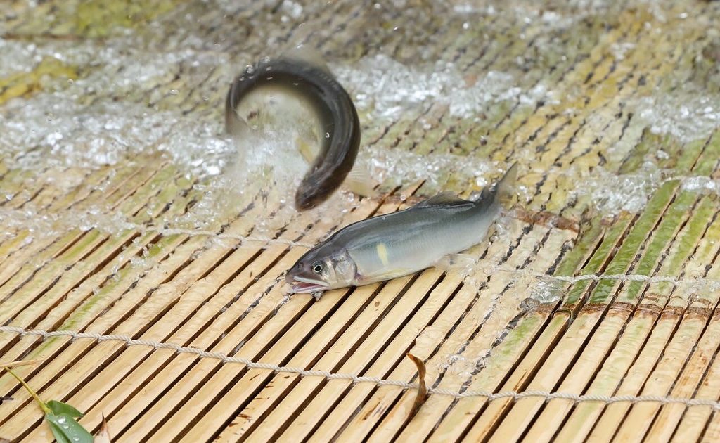 東海の魚つかみ取り体験スポット 初心者も安心な やな や池で子どもも楽しめる るるぶkids