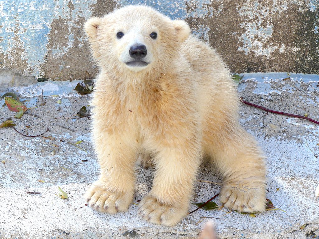 ホッキョクグマの赤ちゃん・ホウちゃん/天王寺動物園(大阪府/大阪市)