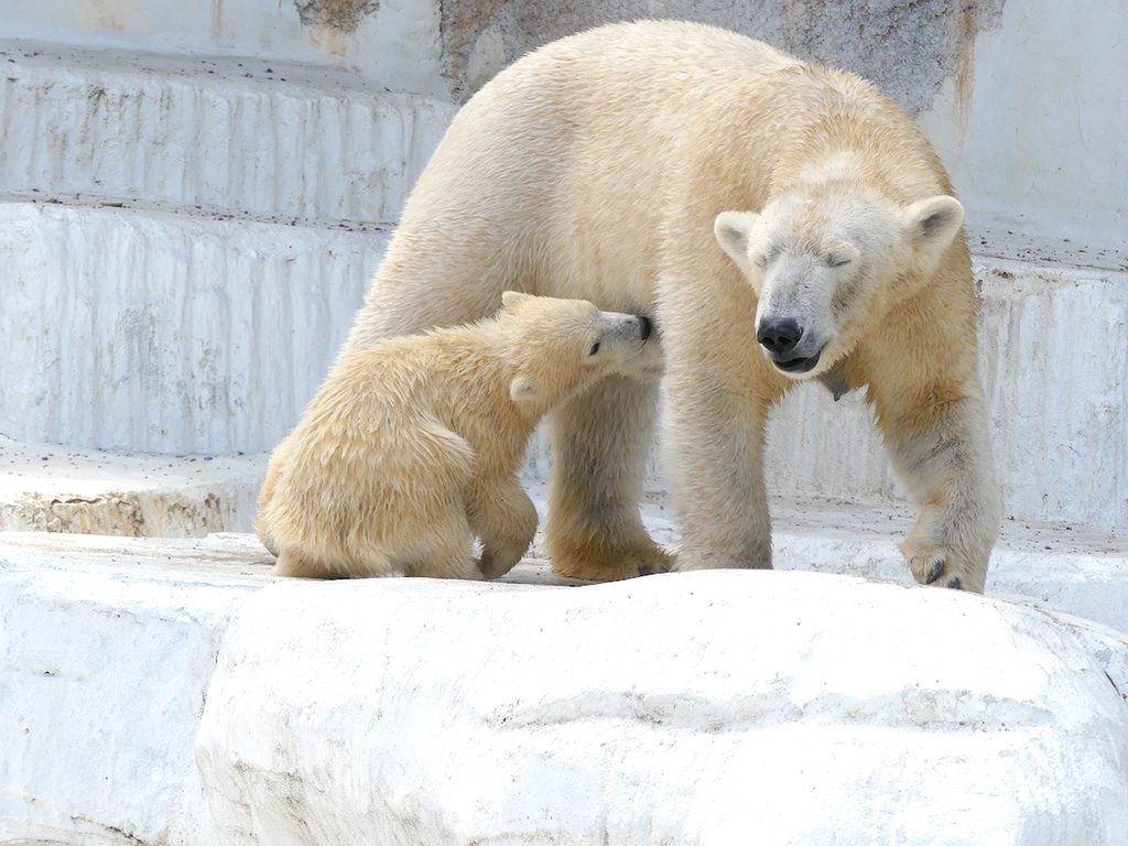 ホッキョクグマの親子/天王寺動物園(大阪府/大阪市)