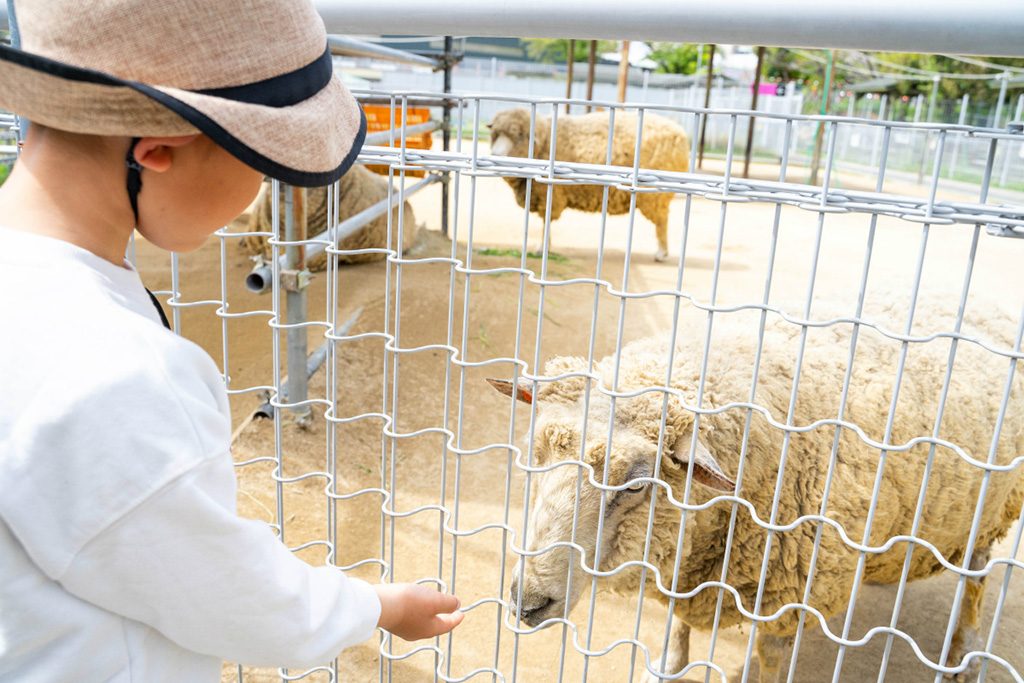 おやつに興味津々のヒツジ/天王寺動物園(大阪府/大阪市)