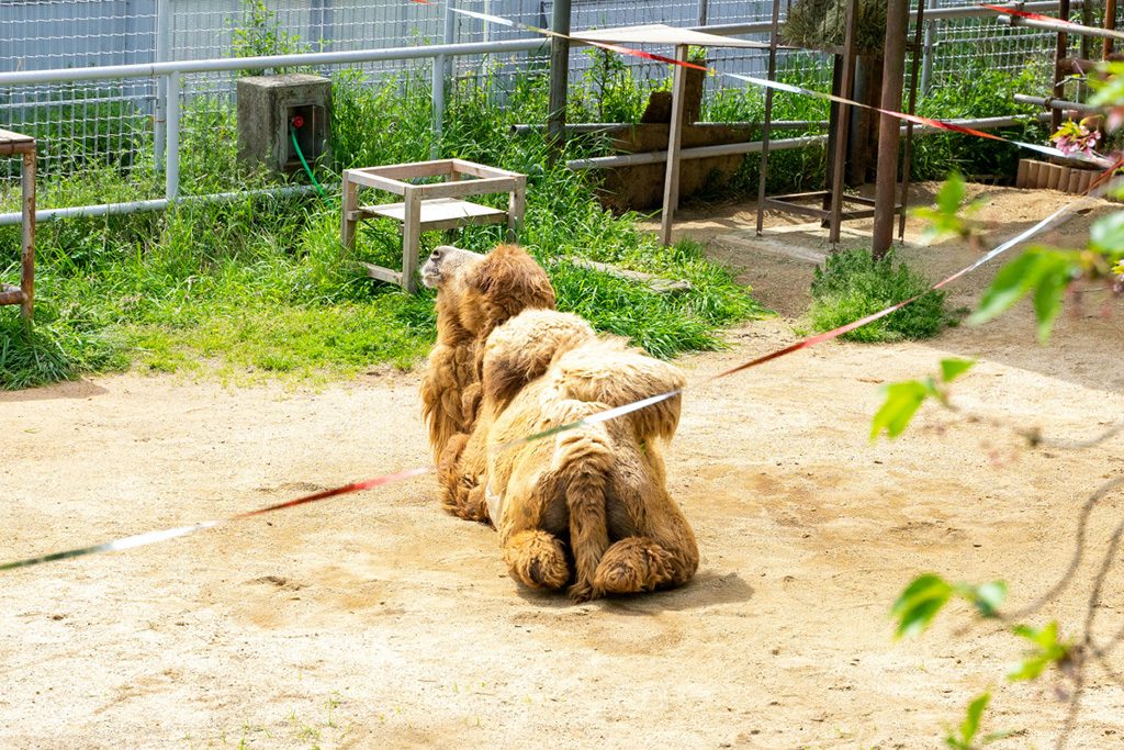 のんびり休憩中のフタコブラクダ/天王寺動物園(大阪府/大阪市)