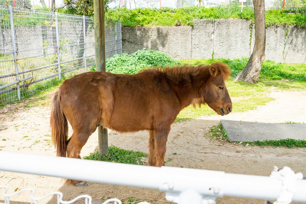 小さいお馬さん、ノマウマ(野間馬)/天王寺動物園(大阪府/大阪市)