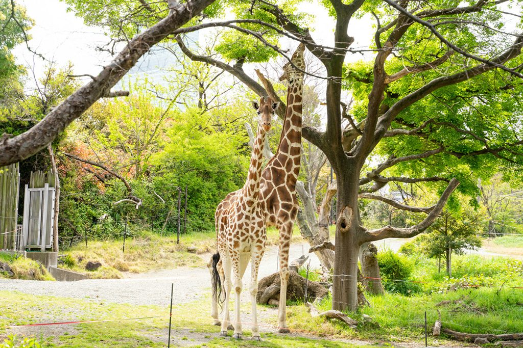 キリン/天王寺動物園(大阪府/大阪市)