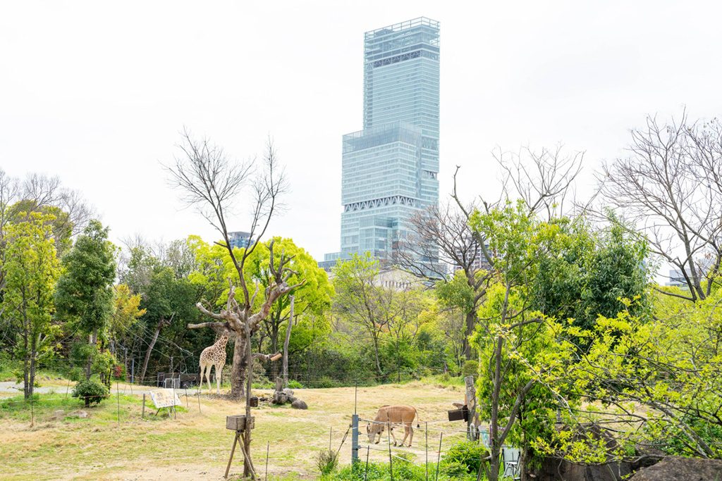 背景に見える、あべのハルカス/天王寺動物園(大阪府/大阪市)