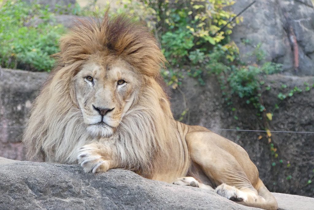 迫力満点のライオン/天王寺動物園(大阪府/大阪市)