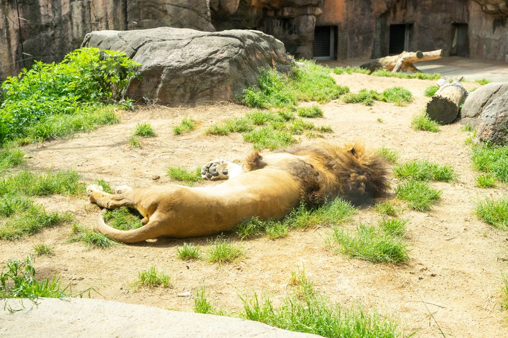 昼寝中のライオン/天王寺動物園(大阪府/大阪市)
