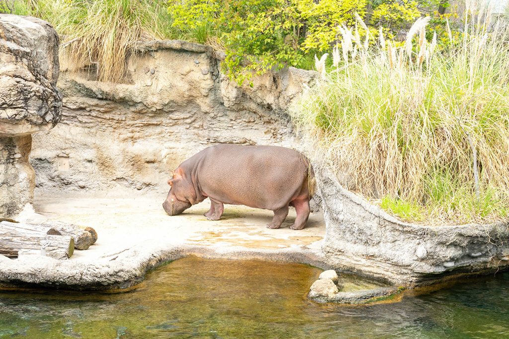 巨体を揺らしてノシノシ歩くカバ/天王寺動物園(大阪府/大阪市)