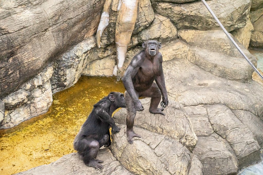 チンパンジー/天王寺動物園(大阪府/大阪市)