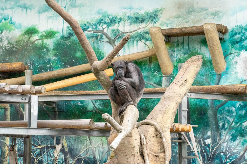 チンパンジー/天王寺動物園(大阪府/大阪市)