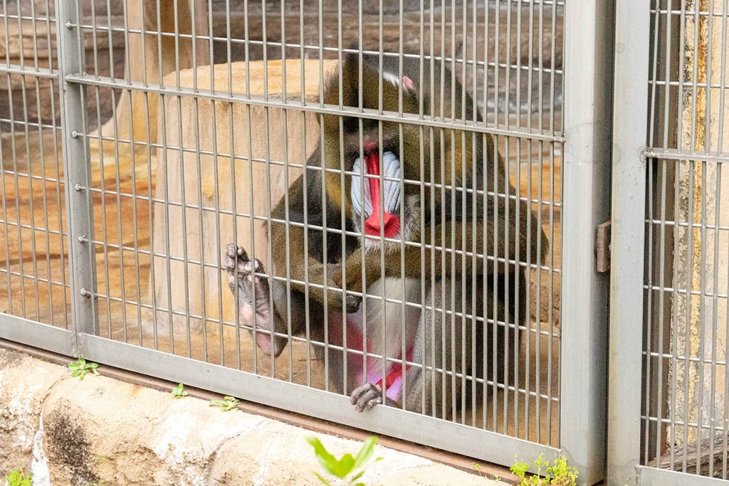 ド派手なお顔のマンドリル/天王寺動物園(大阪府/大阪市)