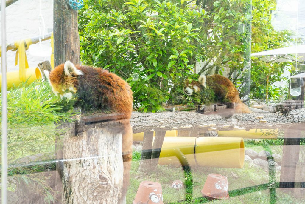 レッサーパンダ/天王寺動物園(大阪府/大阪市)