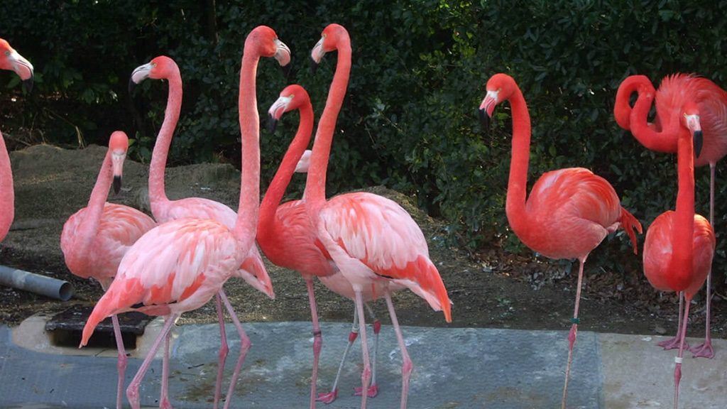 ベニイロフラミンゴ/天王寺動物園(大阪府/大阪市)