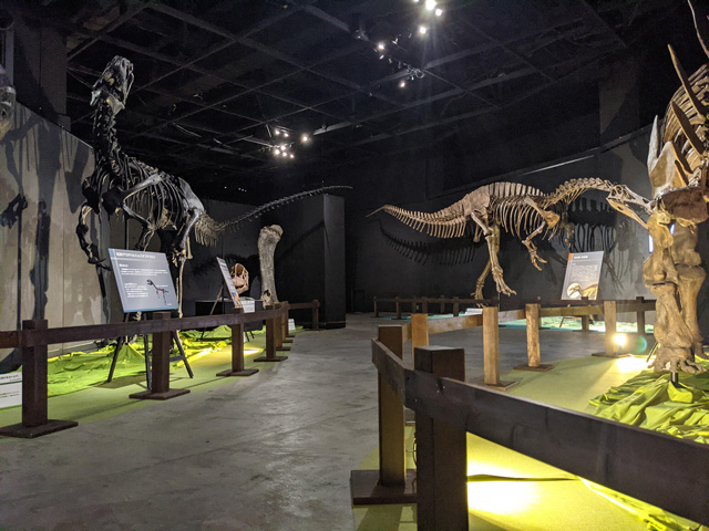 たくさんの骨格標本を展示/東京ドームシティ「恐竜展2021」(東京都/文京区)