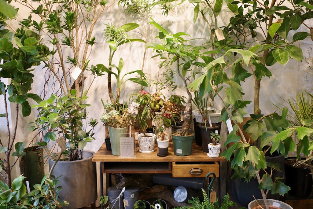 LUFF(ラフ) 店内の植物