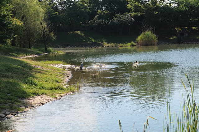 管理事務所前の川原池/草津市ロクハ公園(滋賀県/草津市)