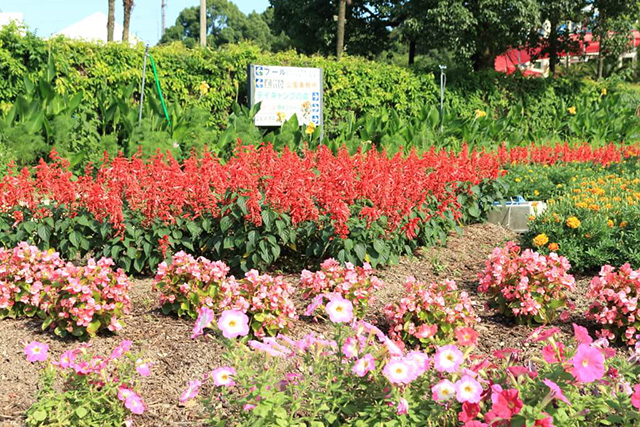 園内の花壇/草津市ロクハ公園(滋賀県/草津市)