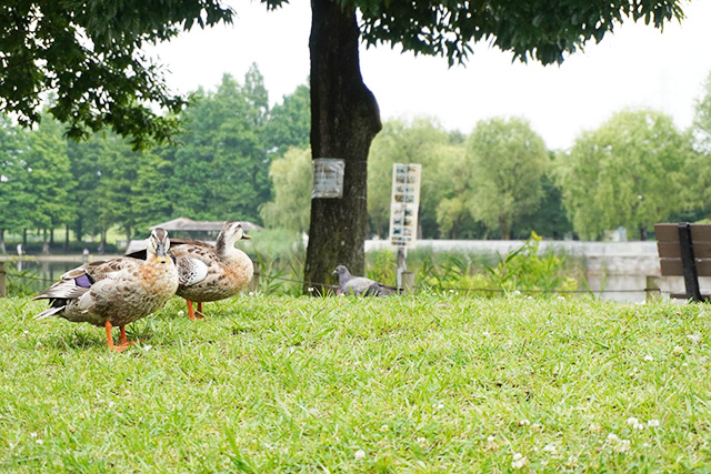池の周りにいるカルガモ/都立舎人公園(東京都/足立区)