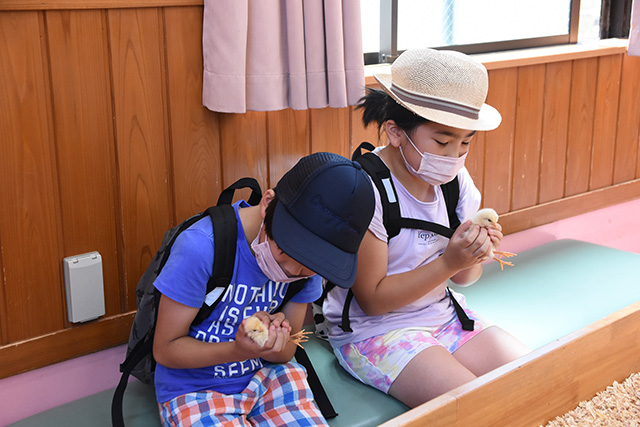 「森のふれあいハウス」でヒヨコとふれあう様子/東武動物公園(埼玉県/宮代町)