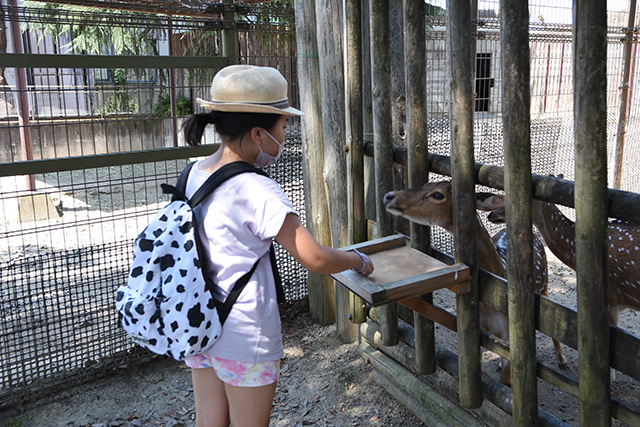 シカのえさやり/東武動物公園(埼玉県/宮代町)