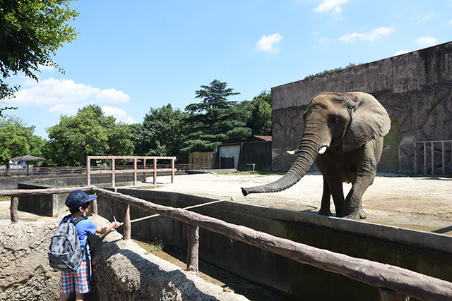 ゾウのえさやり/東武動物公園(埼玉県/宮代町)