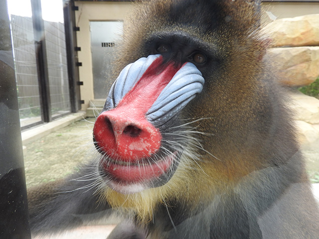 マンドリル/東武動物公園(埼玉県/宮代町)
