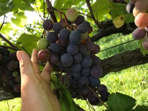 滋賀県 遊ぶ 体験する 子どもとおでかけ 旅行情報 記事一覧 るるぶkids