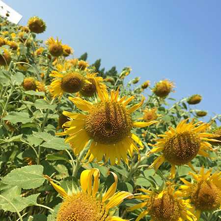 ひまわり