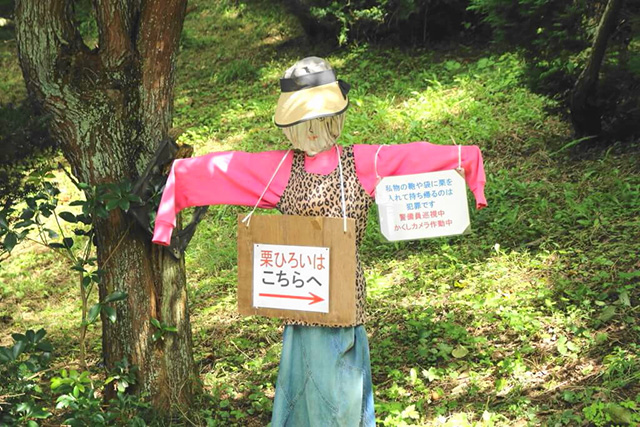 栗拾い場所の案内/中政園(大阪府/箕面市)