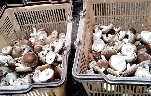 生椎茸/中政園(大阪府/箕面市)