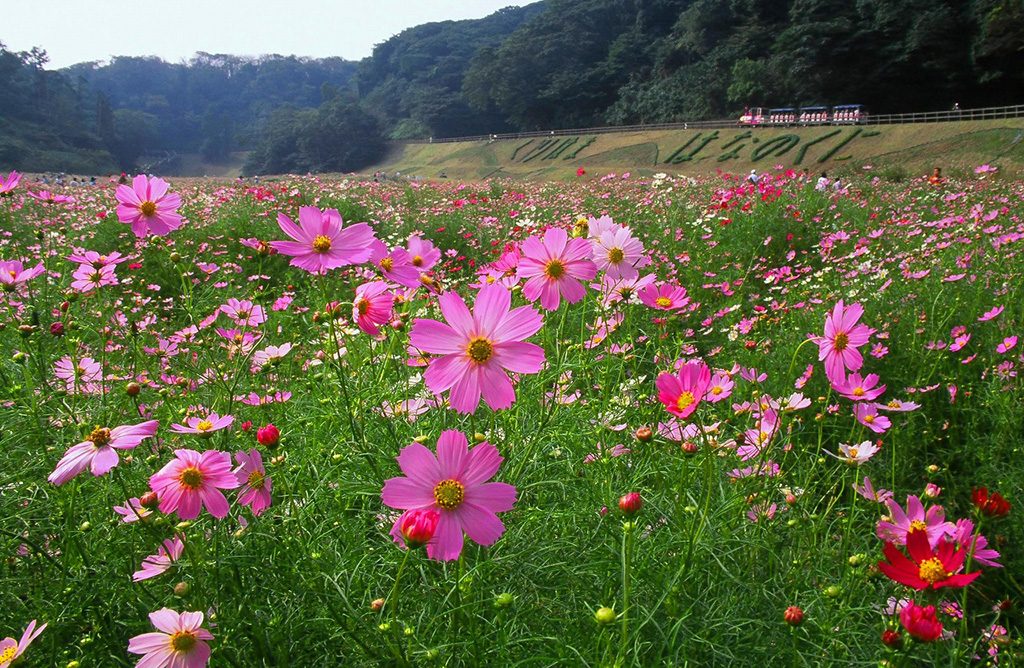 くりはま花の国のコスモス(神奈川県/横須賀市)