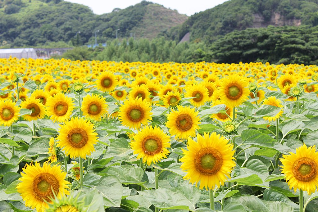 ヒマワリ畑/観光農園花ひろば(愛知県/知多郡)