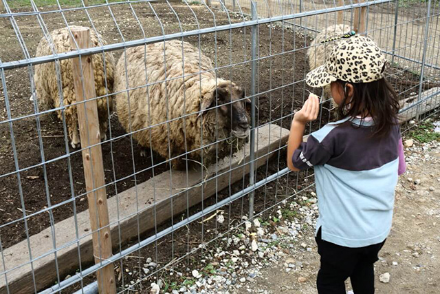 やぎひつじ牧場のひつじ/農業公園 信貴山のどか村(奈良県/三郷町)