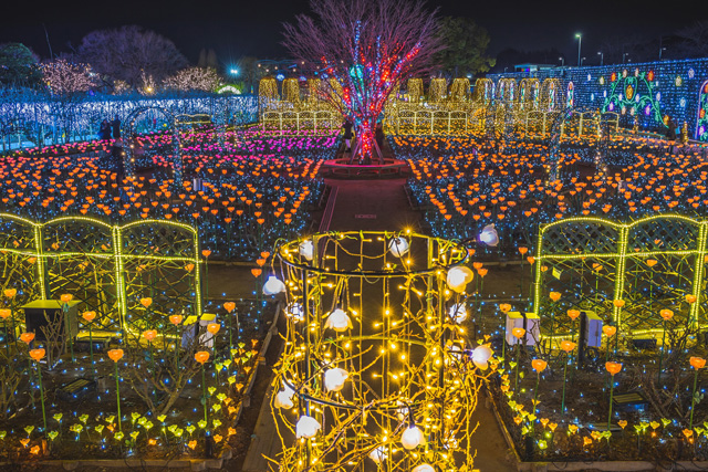 光のバラ園/20th Anniversary 光の花の庭~Flower Fantasy2021~/あしかがフラワーパーク((栃木県/足利市)
