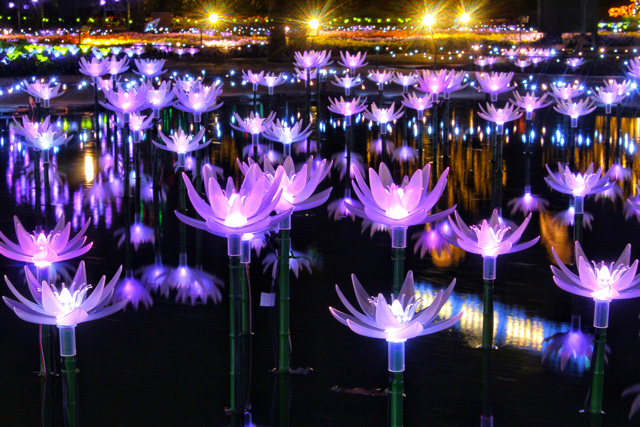 光の睡蓮/20th Anniversary 光の花の庭~Flower Fantasy2021~/あしかがフラワーパーク((栃木県/足利市)