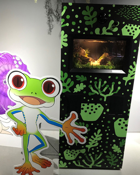 アカメアマガエルの「アンドレス」/AQUARIUM ✕ ART átoa(兵庫県/神戸市)