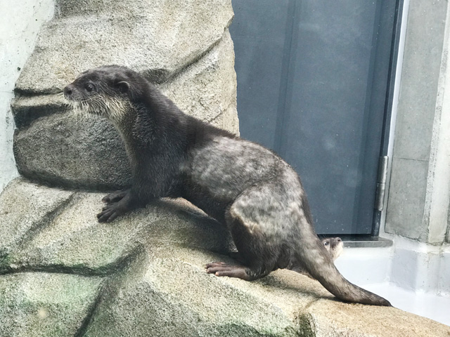 子どもたちに大人気のコツメカワウソ/AQUARIUM ✕ ART átoa(兵庫県/神戸市)