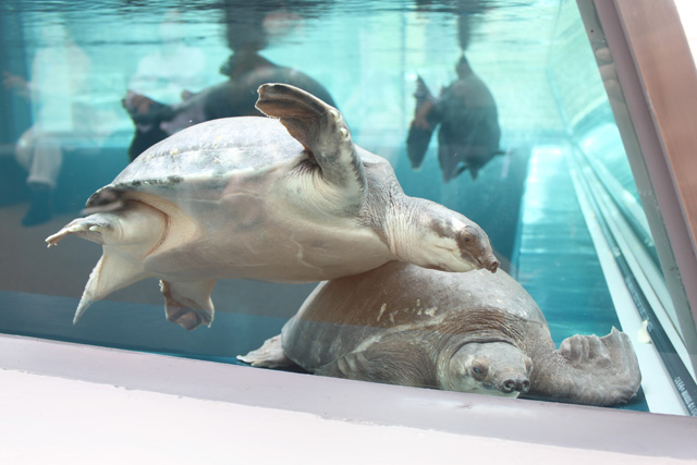 気持ちよさそうに泳ぐスッポンモドキ/AQUARIUM ✕ ART átoa(兵庫県/神戸市)