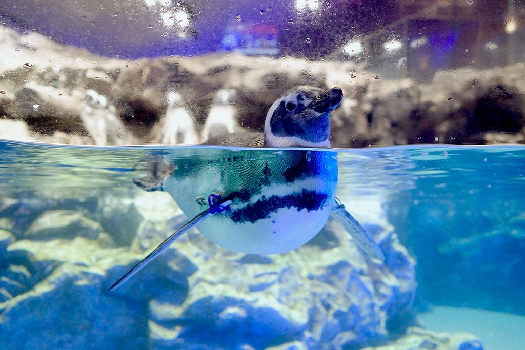すみだ水族館のペンギン(東京都/墨田区)