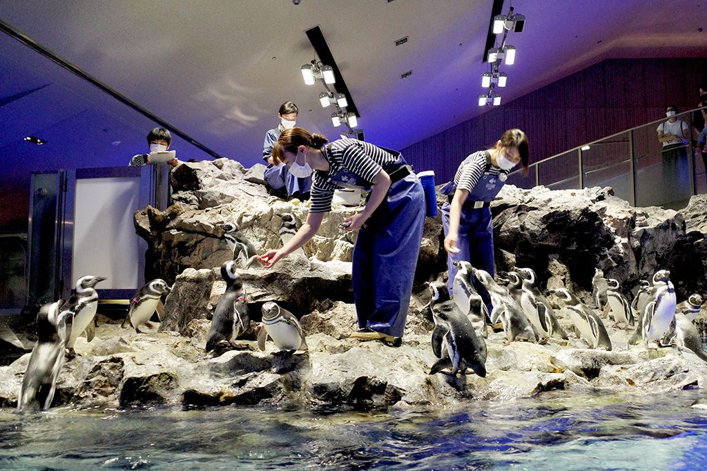 ペンギンのゴハンの時間/すみだ水族館(東京都/墨田区)
