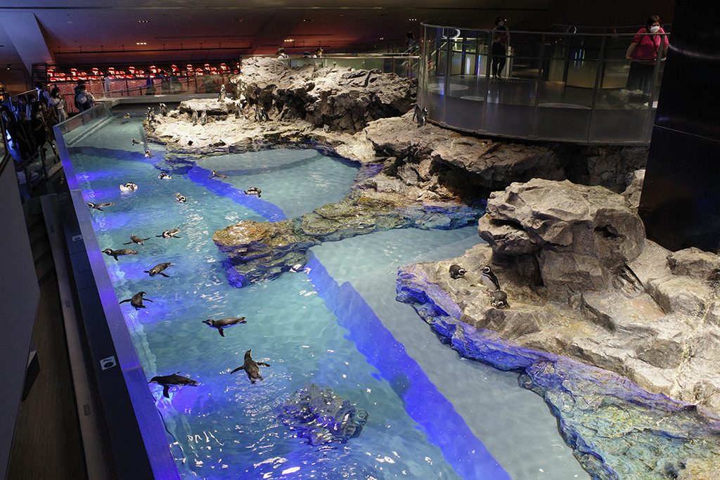 ペンギンの水槽/すみだ水族館(東京都/墨田区)