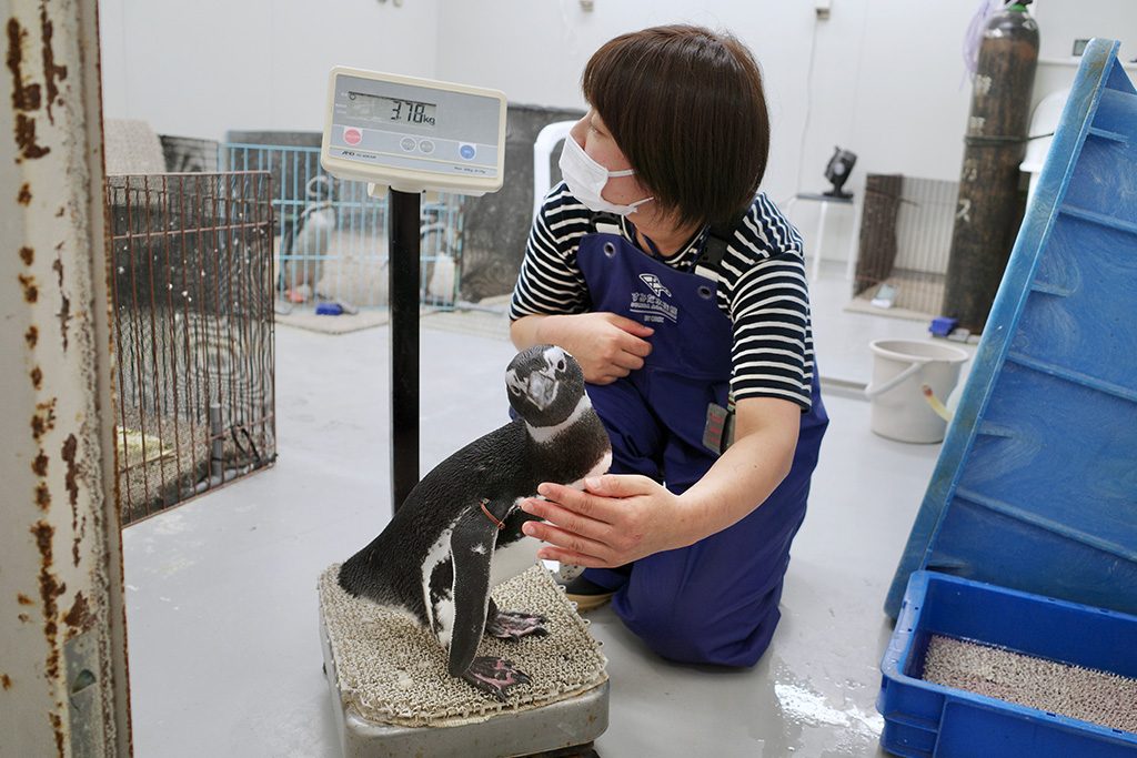 ペンギン「ちょうちん」体重測定をしている様子/すみだ水族館(東京都/墨田区)