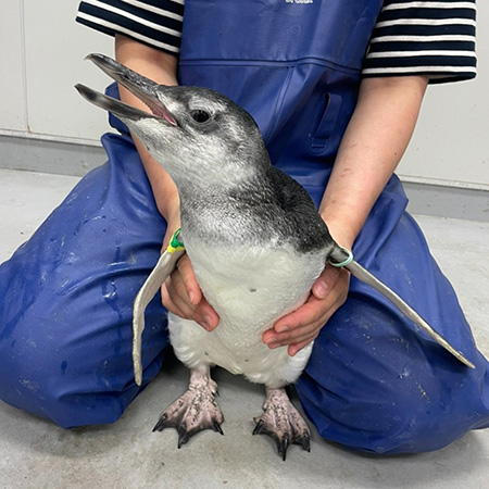 赤ちゃんペンギンの「ぼんぼり」/すみだ水族館(東京都/墨田区)