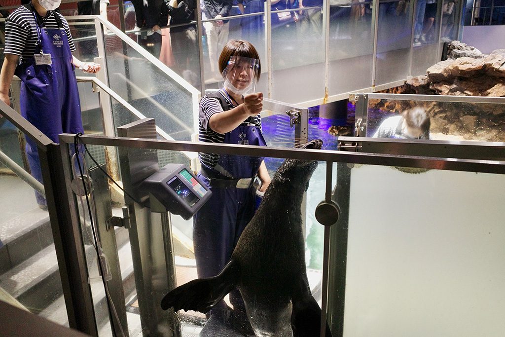 オットセイのお散歩の様子/すみだ水族館(東京都/墨田区)