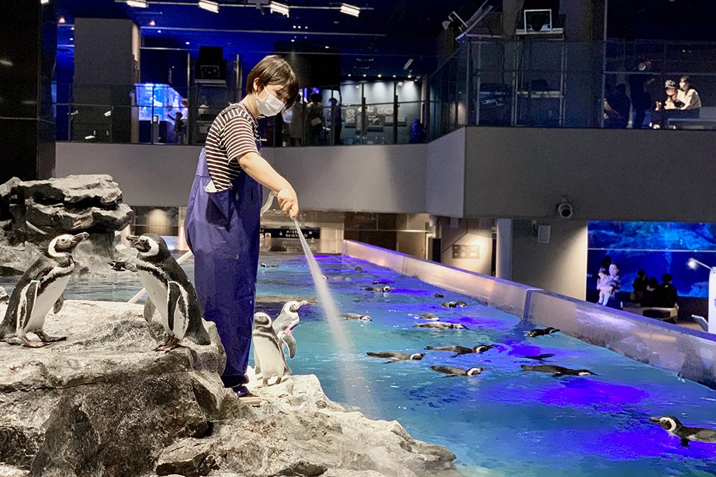 ペンギンの水槽でのお仕事の様子/すみだ水族館(東京都/墨田区)