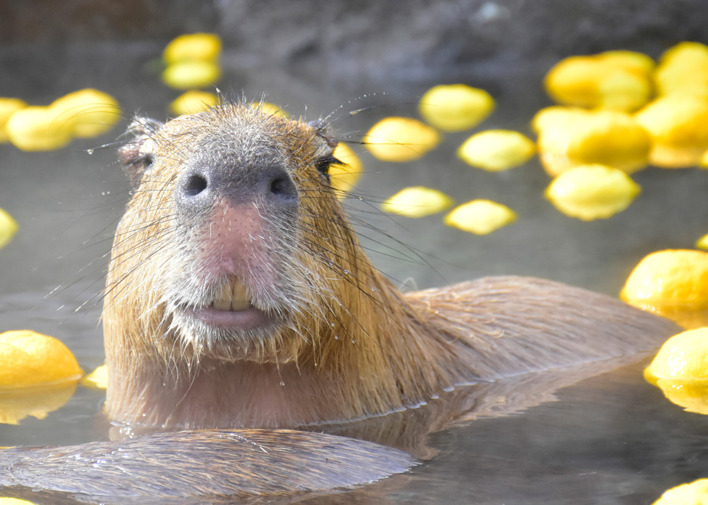 元祖カピバラの露天風呂/伊豆シャボテン動物公園(静岡県)