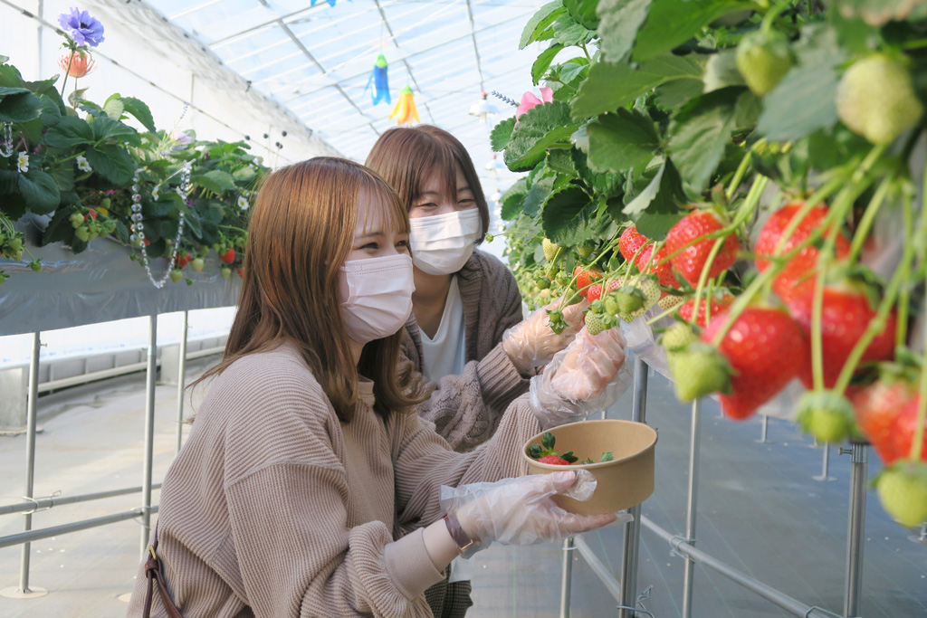 いちご狩りの様子/京成バラ園のいちご狩り施設(千葉県八千代市)