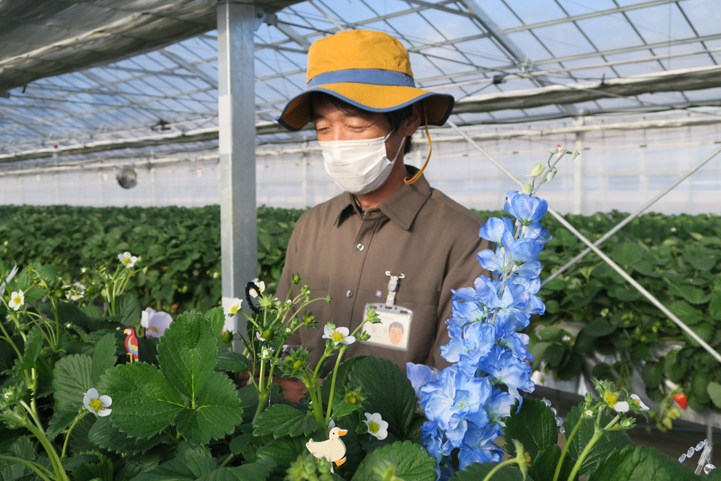 手入れ中のガーデナー/京成バラ園のいちご狩り施設(千葉県八千代市)