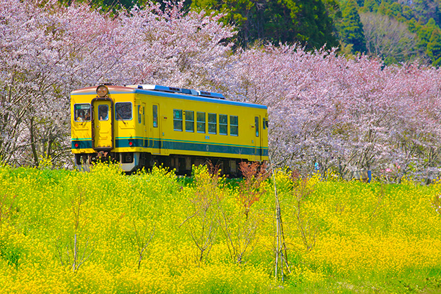 春のいすみ鉄道(千葉県/大多喜町)