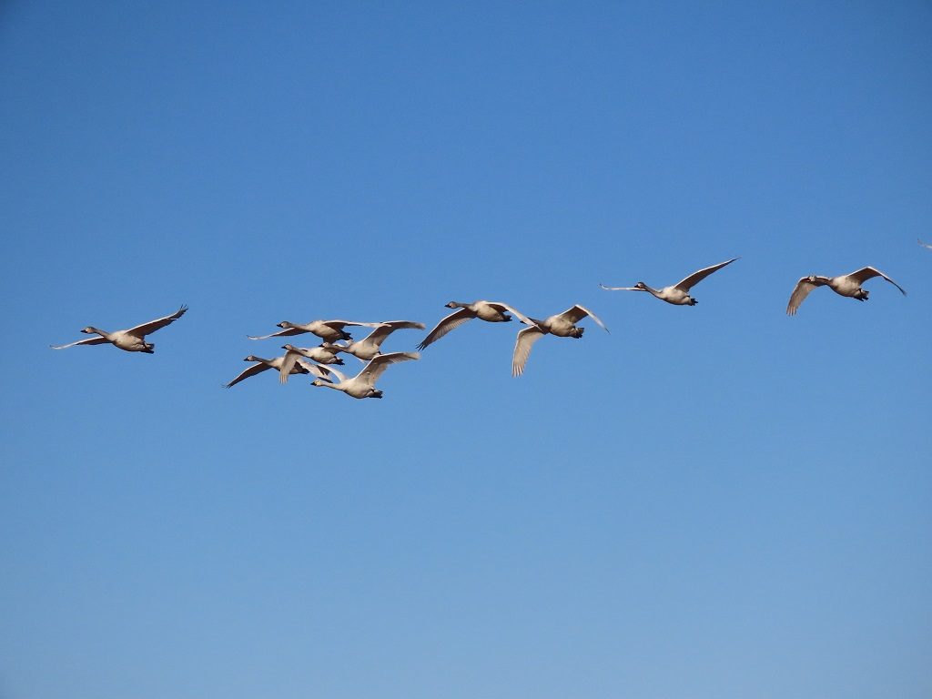 関東の白鳥の飛来地6選。オオハクチョウやコハクチョウに会いに行こう!